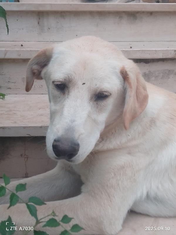 😍Douglas splendido cucciolo cerca famiglia 🏠💕 Foto 4